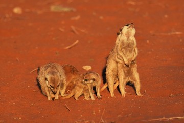 spielende Erdmännchen (suricata suricatta) in der Kalahari in Namibia