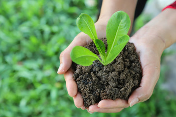 Closeup of cos vegetable sprout and soil in woman's hands with green garden background. Symbol of global friendly practice in sustainable way. 