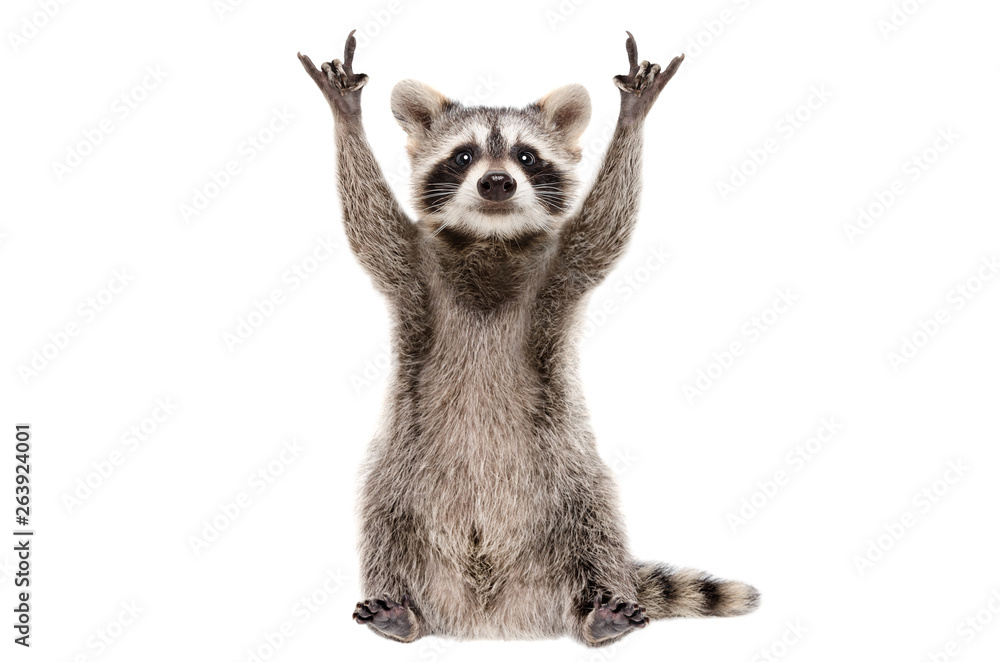 Wall mural funny raccoon showing a rock gesture isolated on white background
