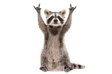 Funny raccoon showing a rock gesture isolated on white background - obrazy, fototapety, plakaty