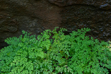 Fern leaves against a wet rock background