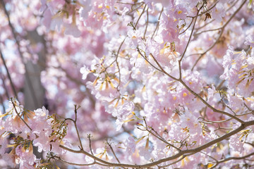 branch of Tabebuia rosea pink trumpet tree 