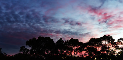 silhouetted gum trees