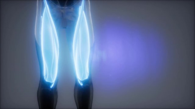 thigh muscles - Visible muscle anatomy map