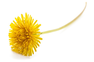 Dandelion flower