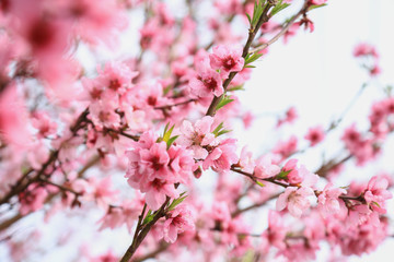 Fototapeta na wymiar Pink cherry blossom , spring background