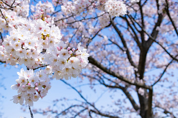 Obraz premium 埼玉県幸手市 権現堂の桜