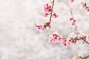Blooming cherry tree branch isolated on natural background