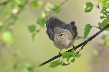 willow warbler sitting on a small birch branch. Phylloscopus trochilus. Wildlife scene fron nature. Song bird in the spring .  willow warbler take off.