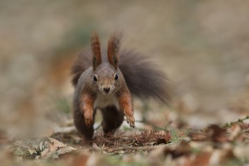 Naklejka na ściany i meble beautiful running squirrel with long pointed ears in autumn scene . Wildlife in November forest. Sciurus vulgaris