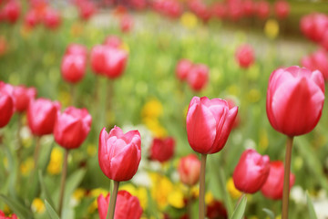 Fototapeta premium Pink Tulips in the garden