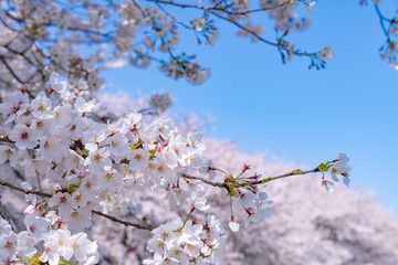 埼玉県幸手市　権現堂の桜