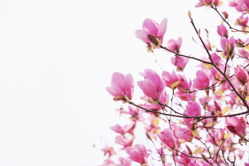 Pink flowers of Magnolia