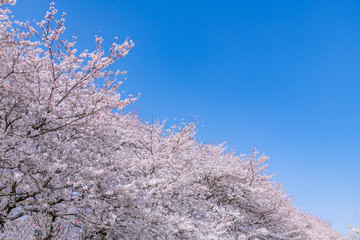 埼玉県幸手市　権現堂の桜