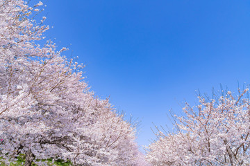 埼玉県幸手市　権現堂の桜