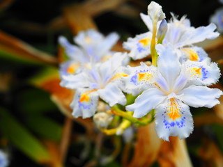 Shaga is the name of this flower that blooms in spring.
