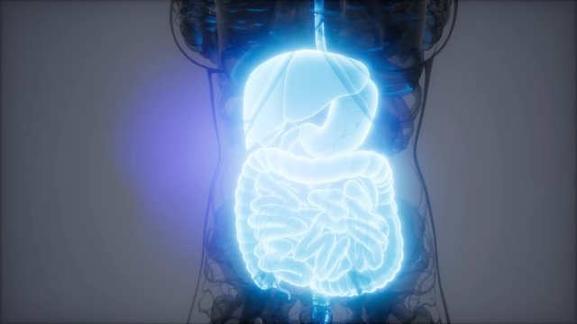 3d illustration of human digestive system parts and functions