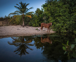 Fototapeta premium Wild Horse on Vieques Beach