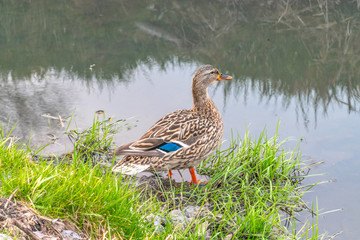 Kaczka 
