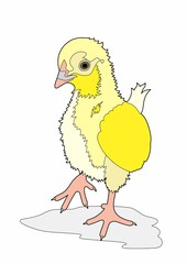 Small yellow volatile