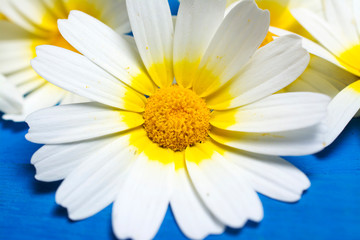 Daisy flowers on wood. 