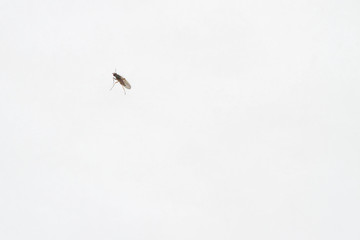 A live insect on the snow in winter