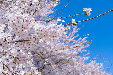 埼玉県幸手市　権現堂の桜