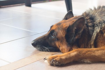 closeup of german shepherd dog