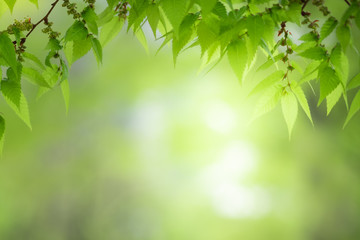 Close up beautiful view of nature little maple green leaves on blurred greenery tree background with sunlight in public garden park. It is landscape ecology and copy space for wallpaper and backdrop.