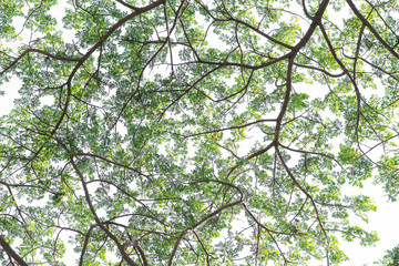 Green leaves on tree with white background.
