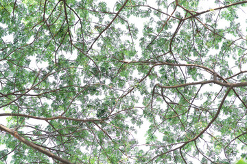 Green leaves on tree with white background.
