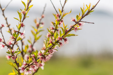 spring flowering trees await the summer. beautiful trees and beautiful color. colorful branches and blurred background.