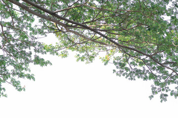 Green leaves on tree with white background.