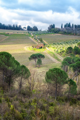 Fototapeta premium Amazing Tuscany landscape with green rolling hills, olive trees, vineyards and farm houses