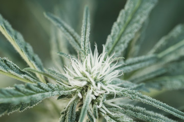 Cannabis flowerhead close up
