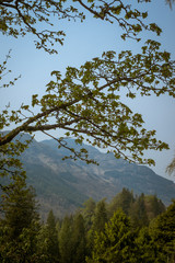 View Over Forest to Hills on the Cowal Peninsula in Argyll