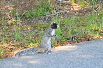fox squirrel