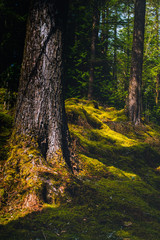 Thick Moss Growing on the Forest Floor in Argyll and Bute in Scotland