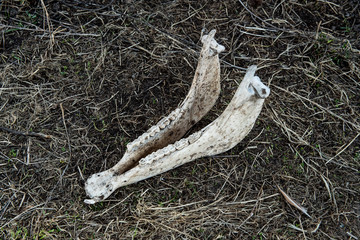 mammalian cranial bone. The lower jaw of a deer or horse lies on the ground.