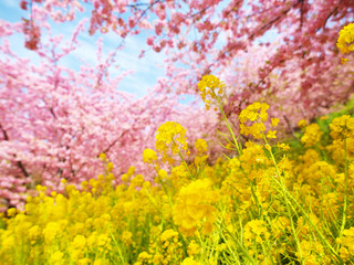 Blue sky and cherry blossoms and rape blossoms 