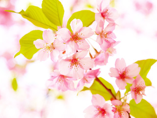 Fototapeta na wymiar Close up of cherry blossoms 