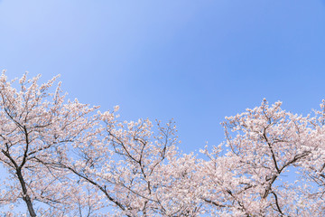 埼玉県幸手市　権現堂の桜