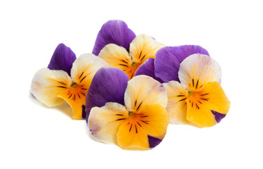 pansy isolated