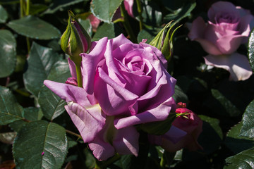 Macro di una rara rosa viola