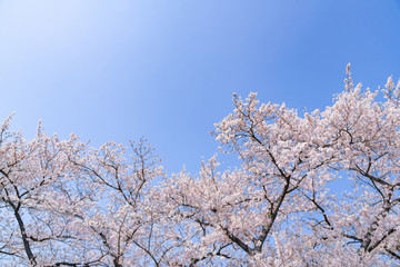 埼玉県幸手市　権現堂の桜