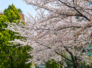Cherry blossom in Tokyo, Japan