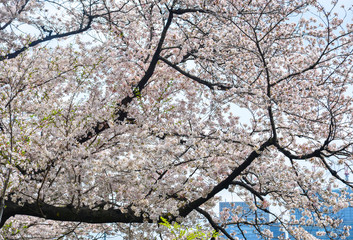 Cherry blossom in Tokyo, Japan