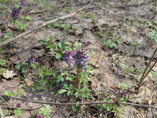 Corydalis. Flowering of Corydalis in the spring forest. Macro Corydalis.