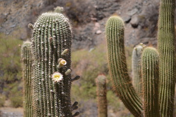 cactus in desert