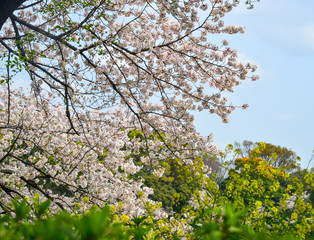 Cherry blossom in Tokyo, Japan